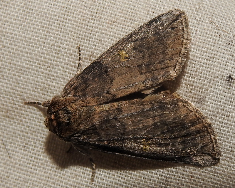 Tethea or - bélyeges pihésszövő