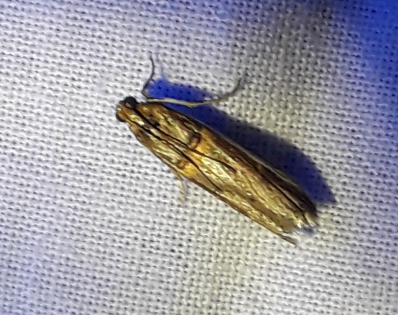 Etiella zinckenella - akácmoly
