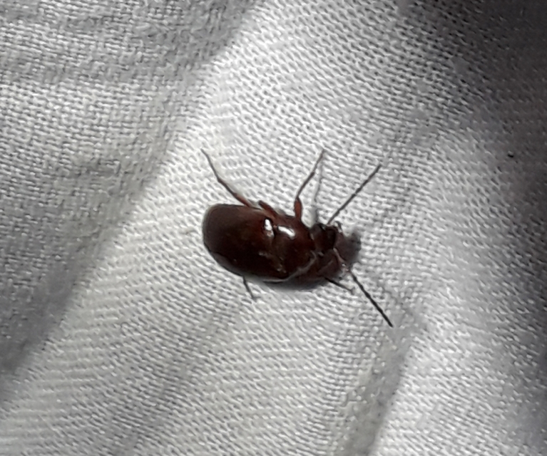 Hymenalia rufipes - rőtlábú alkonybogár