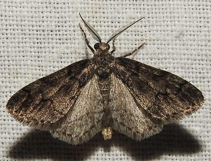 Tephronia sepiaria/Eumannia lepraria