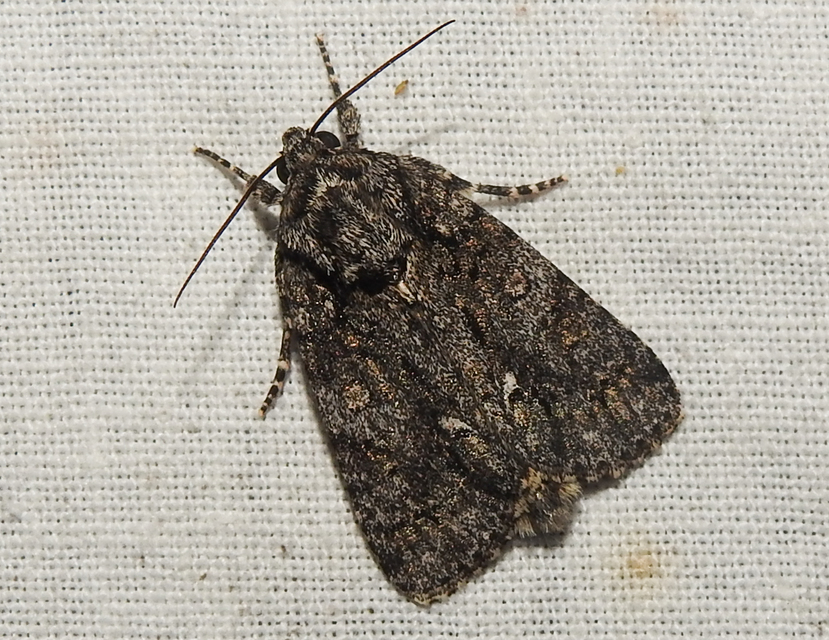 Acronicta rumicis - sóska-szigonyosbagoly
