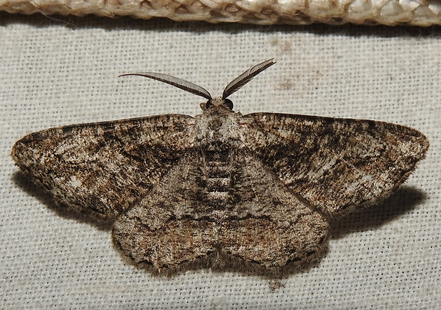 Synopsia sociaria - ürömaraszoló