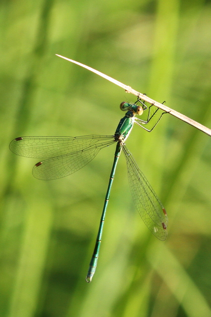 Lestes virens vestalis - kis rablószitakötő