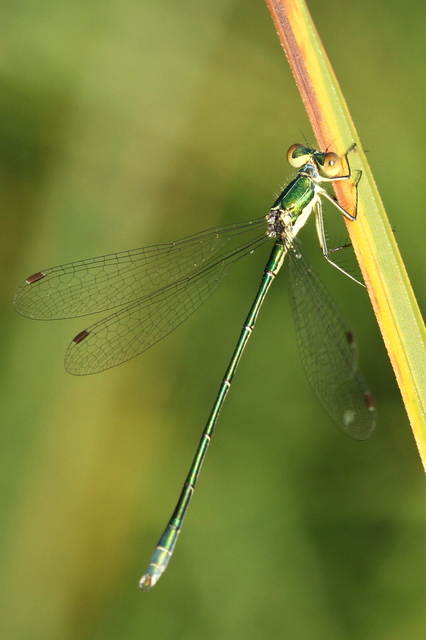 Lestes virens vestalis - kis rablószitakötő