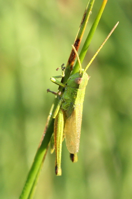 Chrysochraon dispar - aranyos sáska