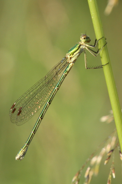 Lestes virens vestalis - kis rablószitakötő