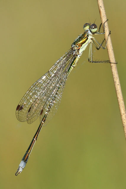Lestes virens vestalis - kis rablószitakötő