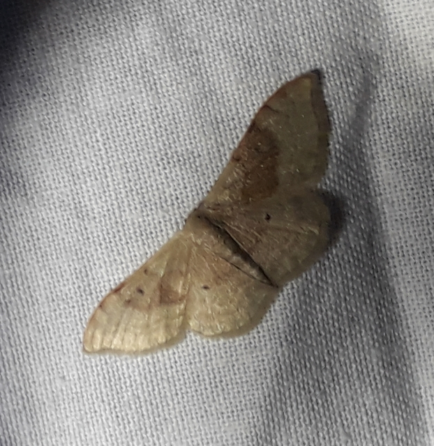 Idaea degeneraria - barnasávos araszoló