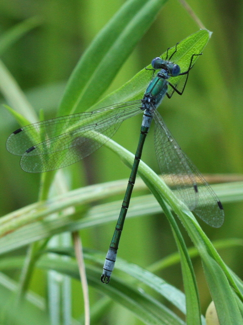 Lestes dryas - réti rablószitakötő