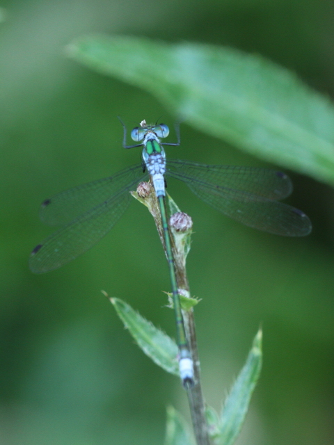 Lestes sponsa - lomha rablószitakötő