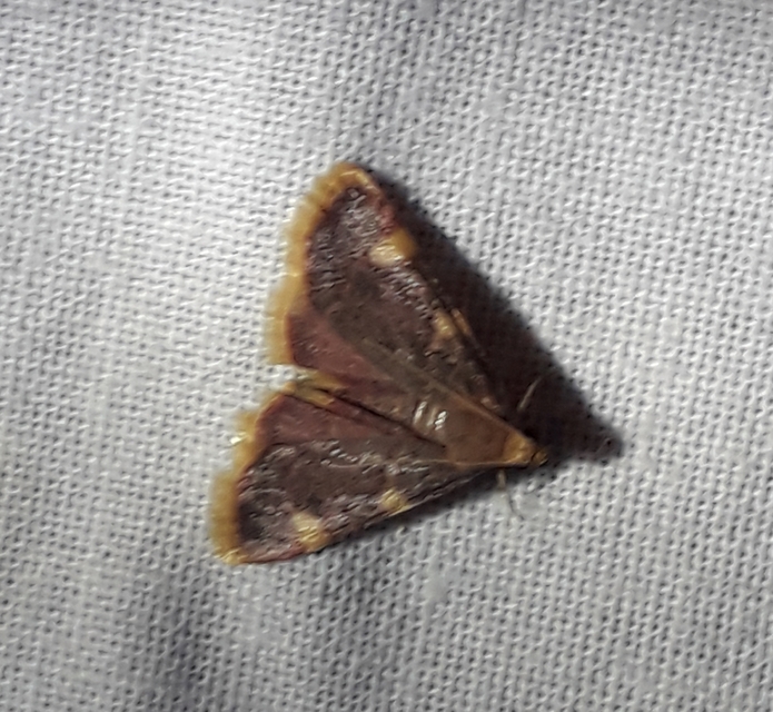 Hypsopygia costalis - szénailonca