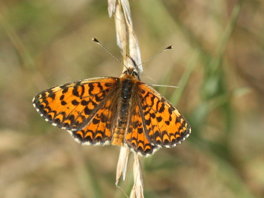 Melitaea trivia - kis tarkalepke