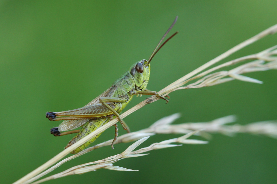 Pseudochorthippus parallelus - közönséges rétisáska