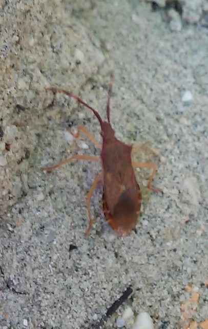 Gonocerus acuteangulatus - aranypetés karimáspoloska