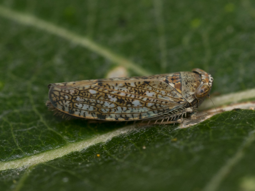 Orientus ishidae