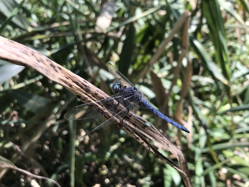 Orthetrum coerulescens - karcsú pásztorszitakötő