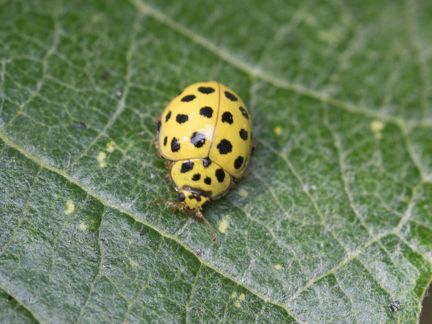 Psyllobora vigintiduopunctata - huszonkétpettyes katica