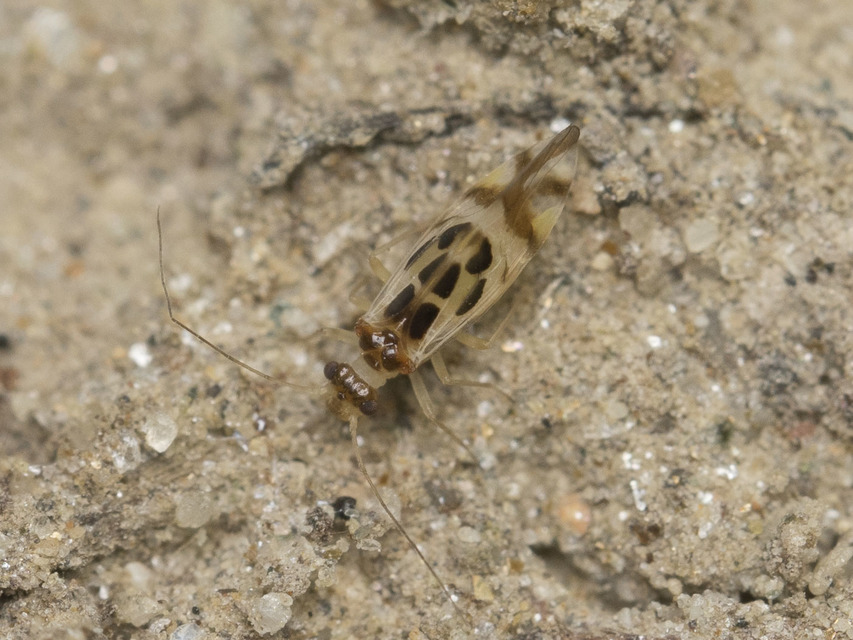 Graphopsocus cruciatus