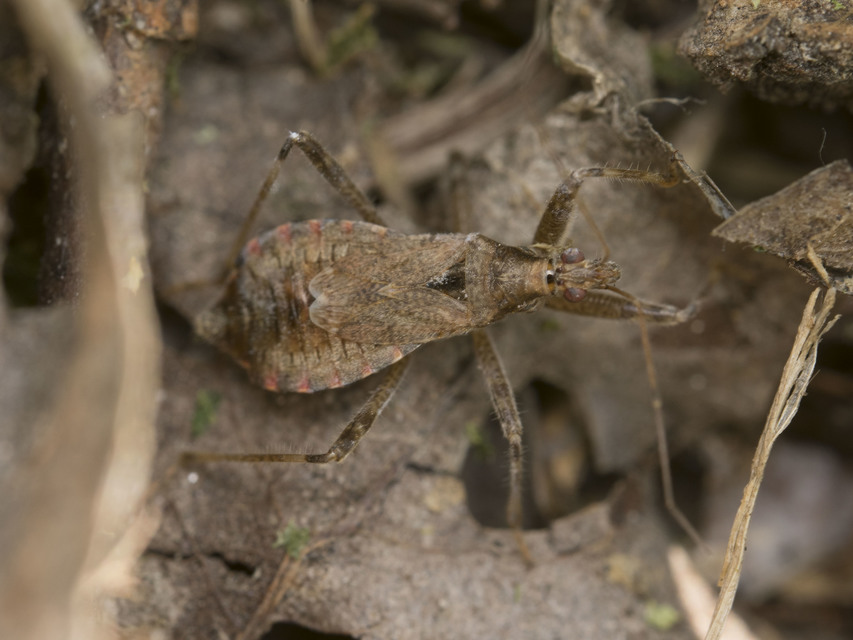 Himacerus apterus - nagy tolvajpoloska