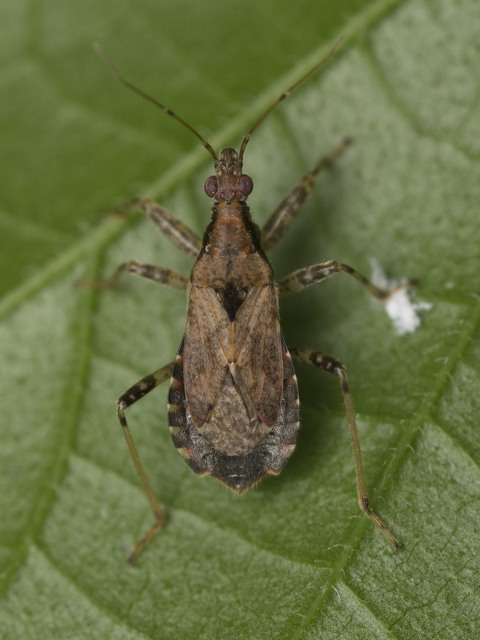 Nabidae - tolvajpoloskák