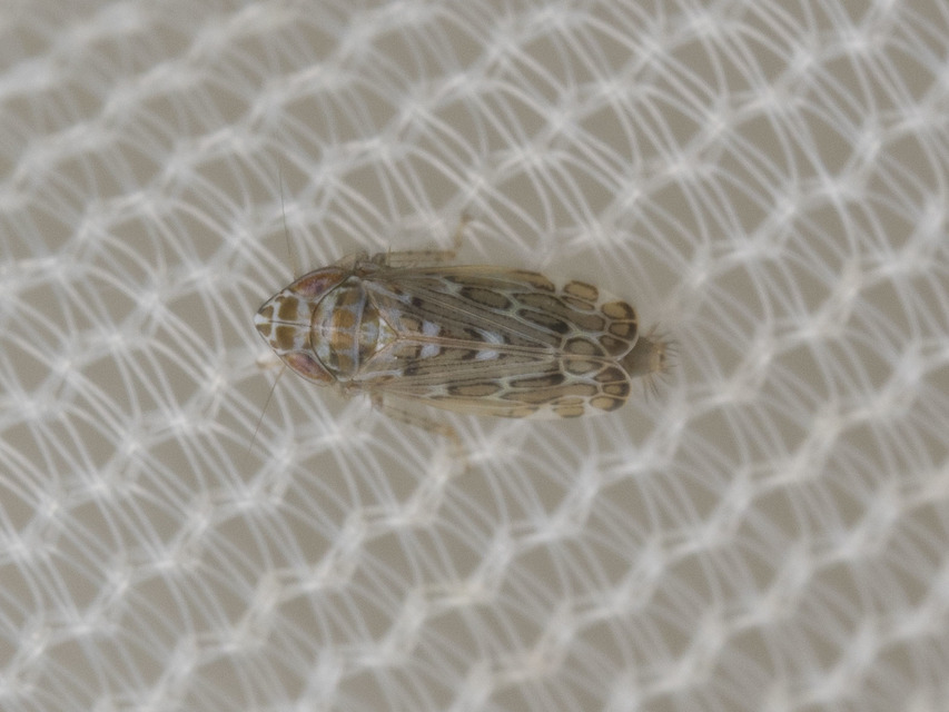 Deltocephalinae