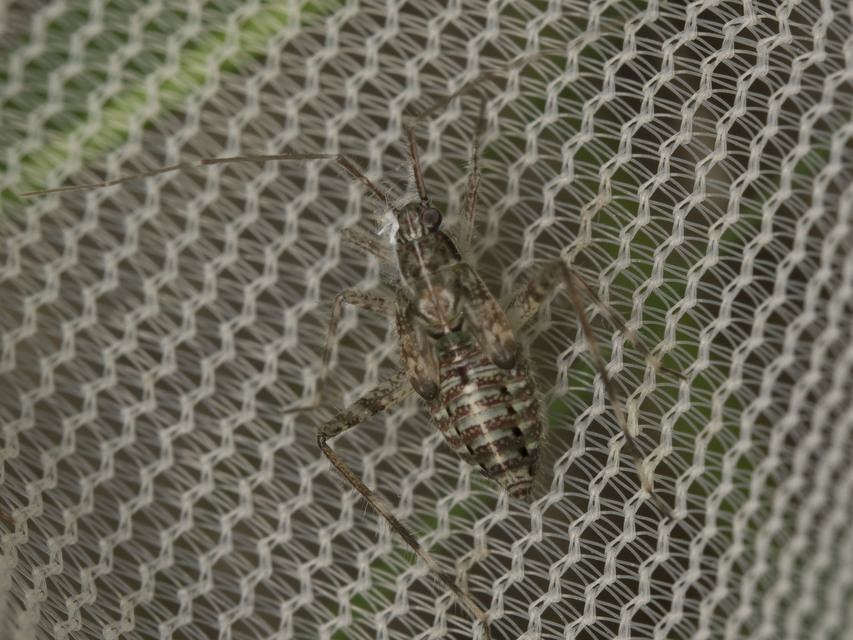 Phytocoris