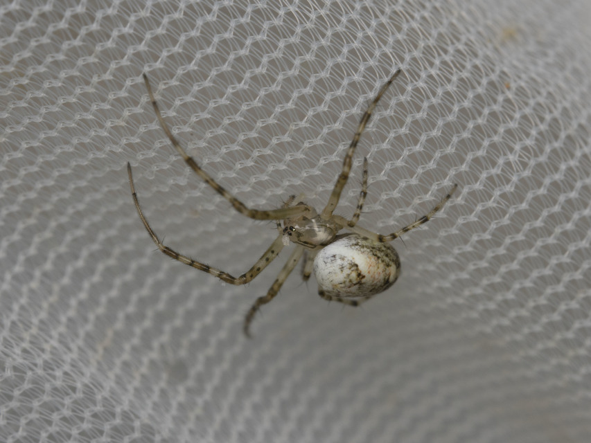 Metellina segmentata/mengei