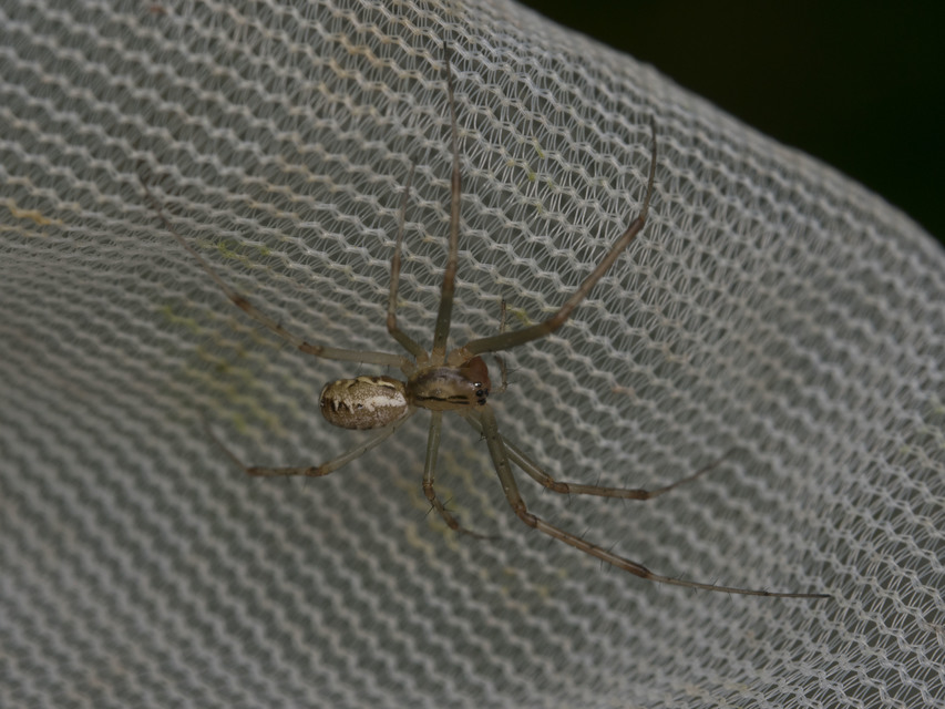 Linyphiidae - vitorláspókok