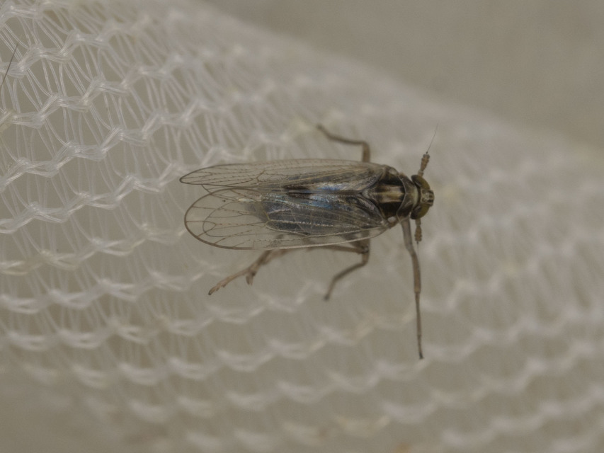Laodelphax striatellus