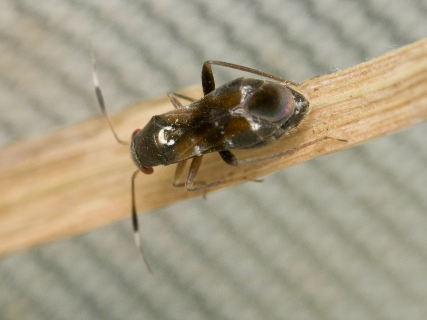 Pilophorus Pilophorus
