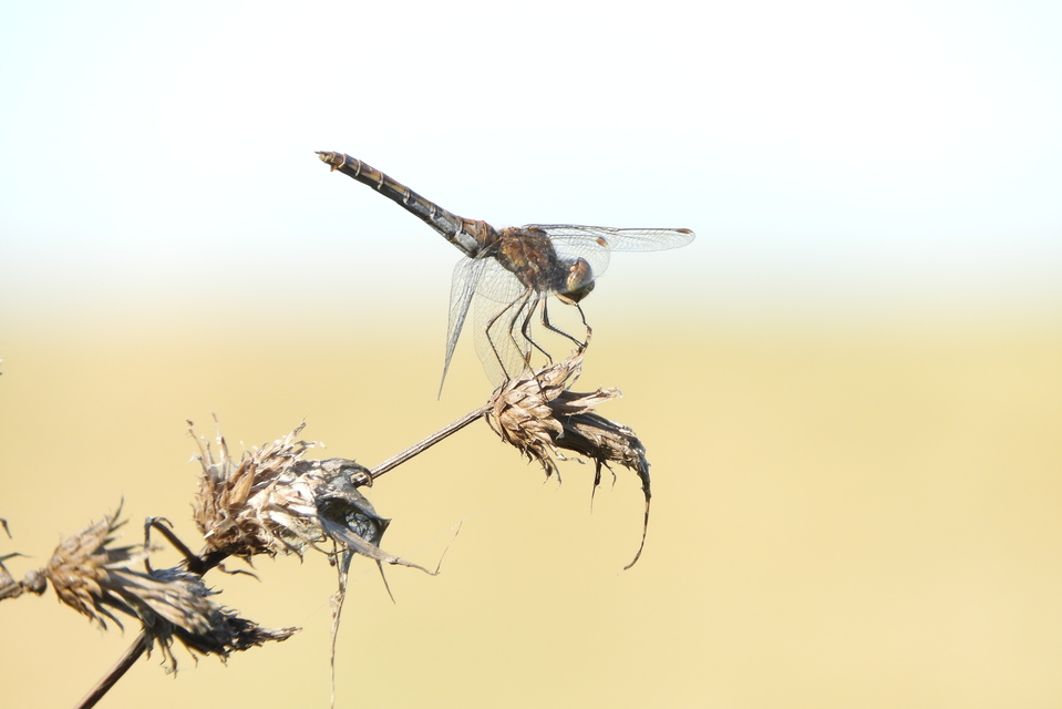 Sympetrum vulgatum - barkós katona-szitakötő