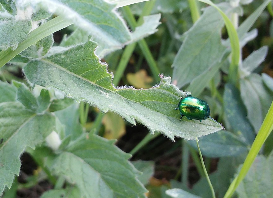 Chrysolina herbacea - zöld mentalevelész