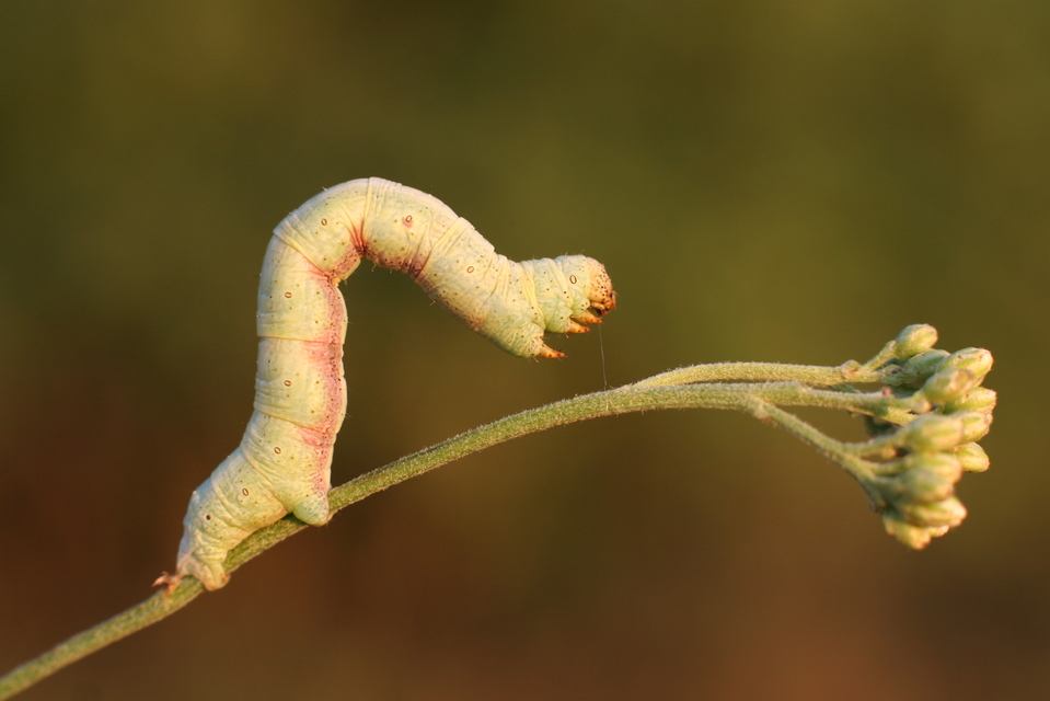 Ascotis selenaria - holdas faaraszoló