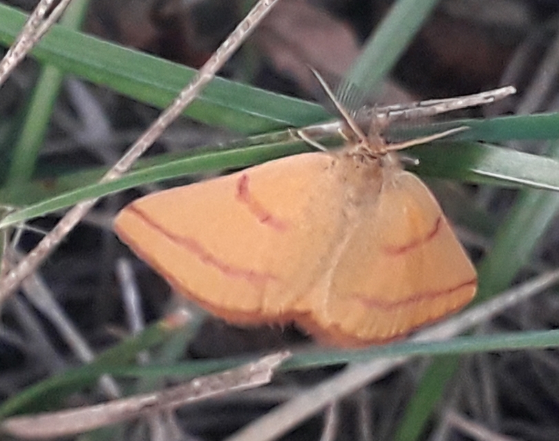 Lythria purpuraria - bíborsávos araszoló