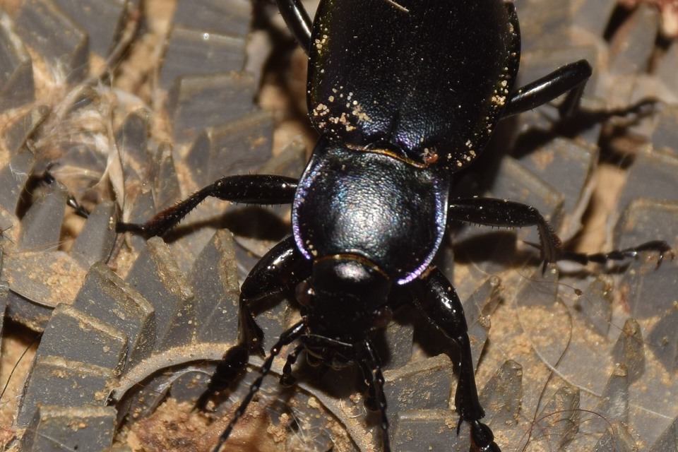 Carabus violaceus betuliae - nyírségi kékfutrinka Carabus violaceus betuliae - nyírségi kékfutrinka