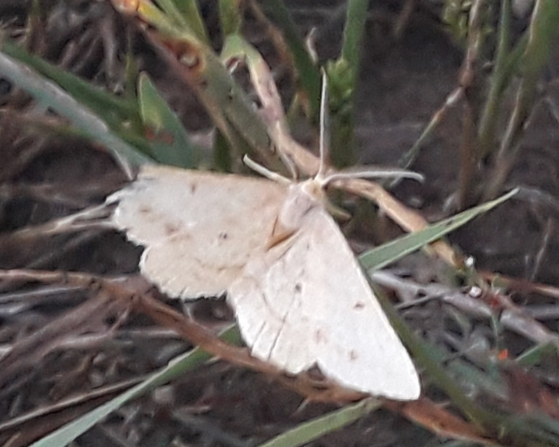 Tephrina arenacearia - lucerna-araszoló