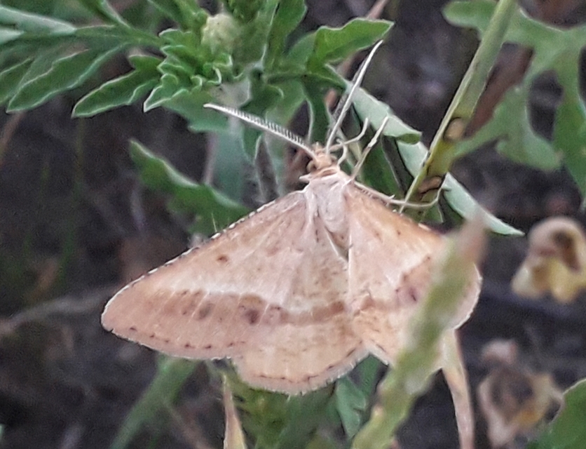 Tephrina arenacearia - lucerna-araszoló