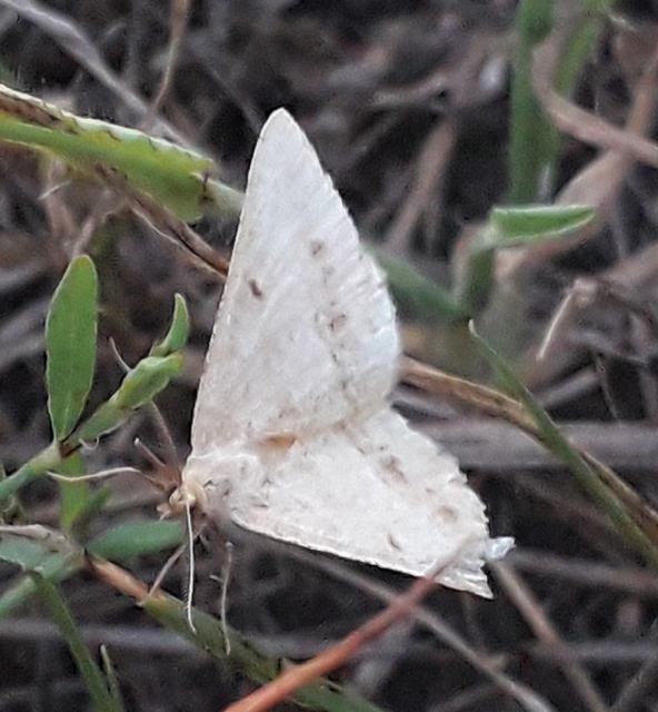 Tephrina arenacearia - lucerna-araszoló