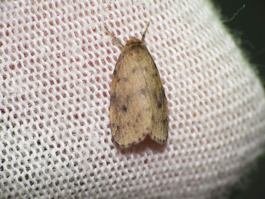 Thumata senex - mocsári medvelepke