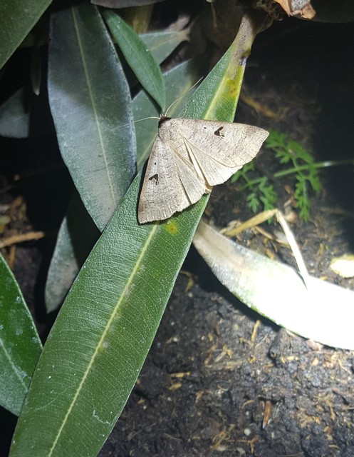 Lygephila pastinum - közönséges csüdfűbagoly