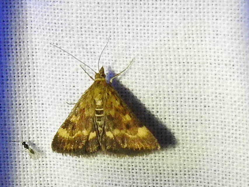 Pyrausta despicata - réti bíbormoly
