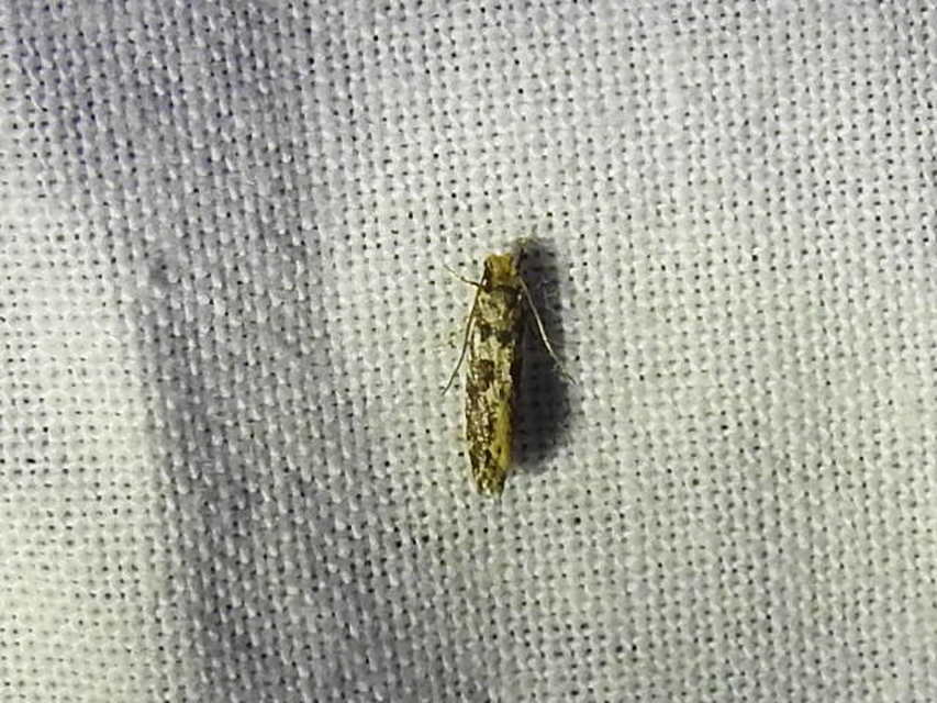 Tineidae - ruhamolyfélék