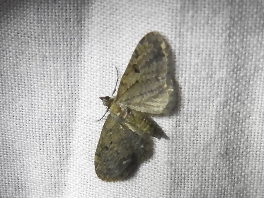 Eupithecia virgaureata - aranyvessző-törpearaszoló
