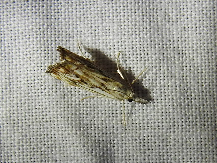 Catoptria falsella - hálós fűgyökérmoly
