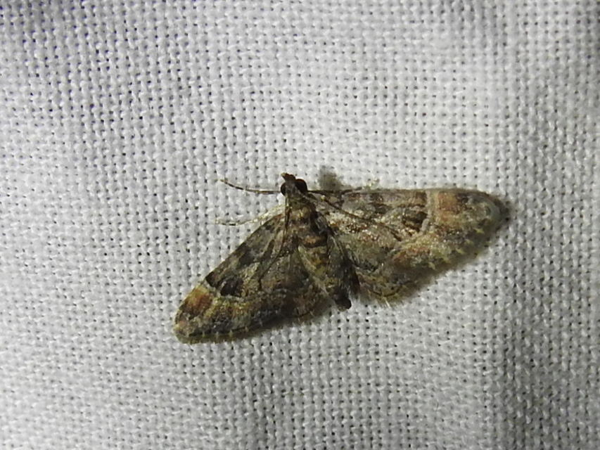 Gymnoscelis rufifasciata - vöröscsíkos törpearaszoló