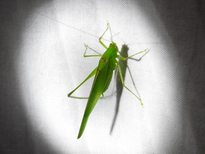Phaneroptera