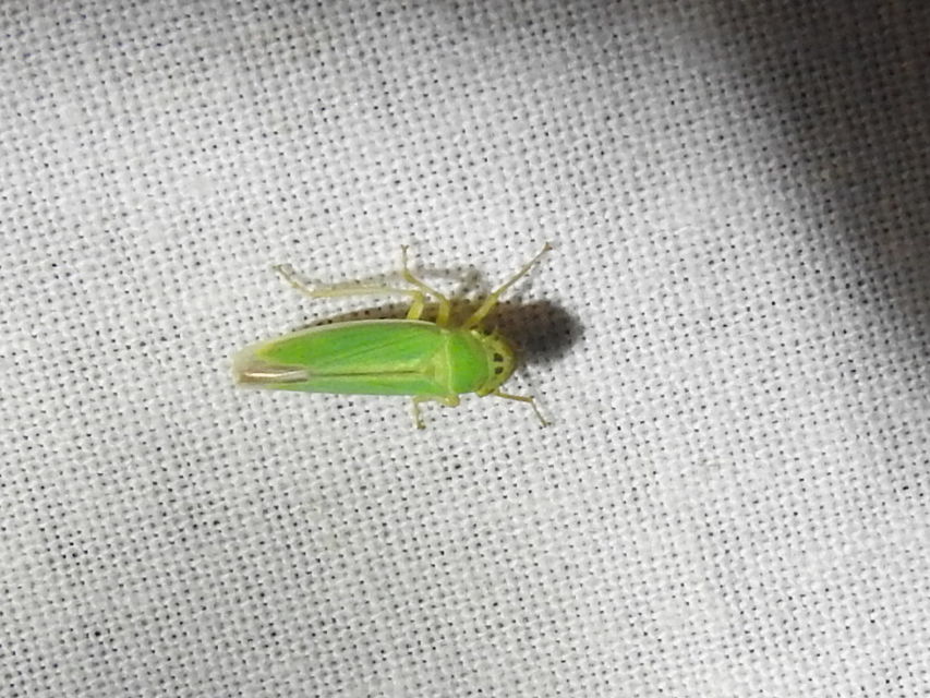 Cicadella viridis - méregzöld kabóca