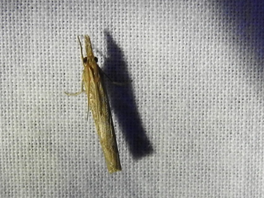 Pediasia contaminella - mocskos fűgyökérmoly