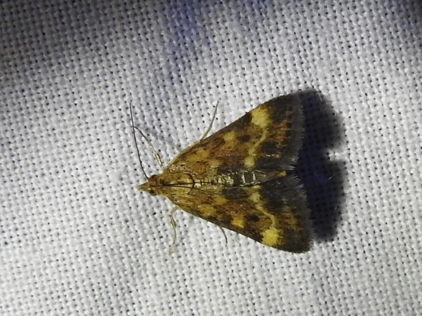 Pyrausta despicata - réti bíbormoly