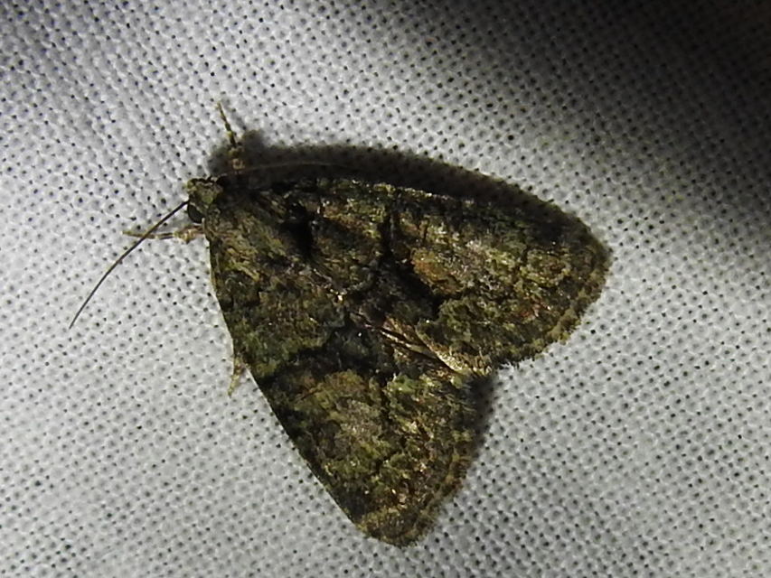 Cryphia algae - sárgászöld zuzmóbagoly
